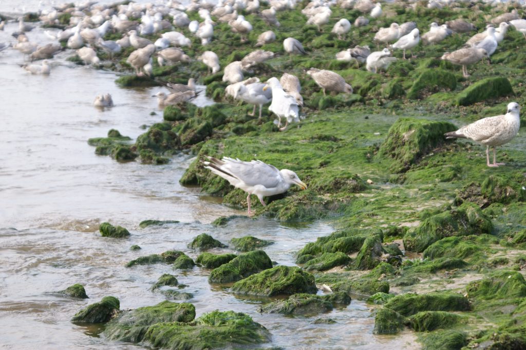 Bird at Westerland's beach