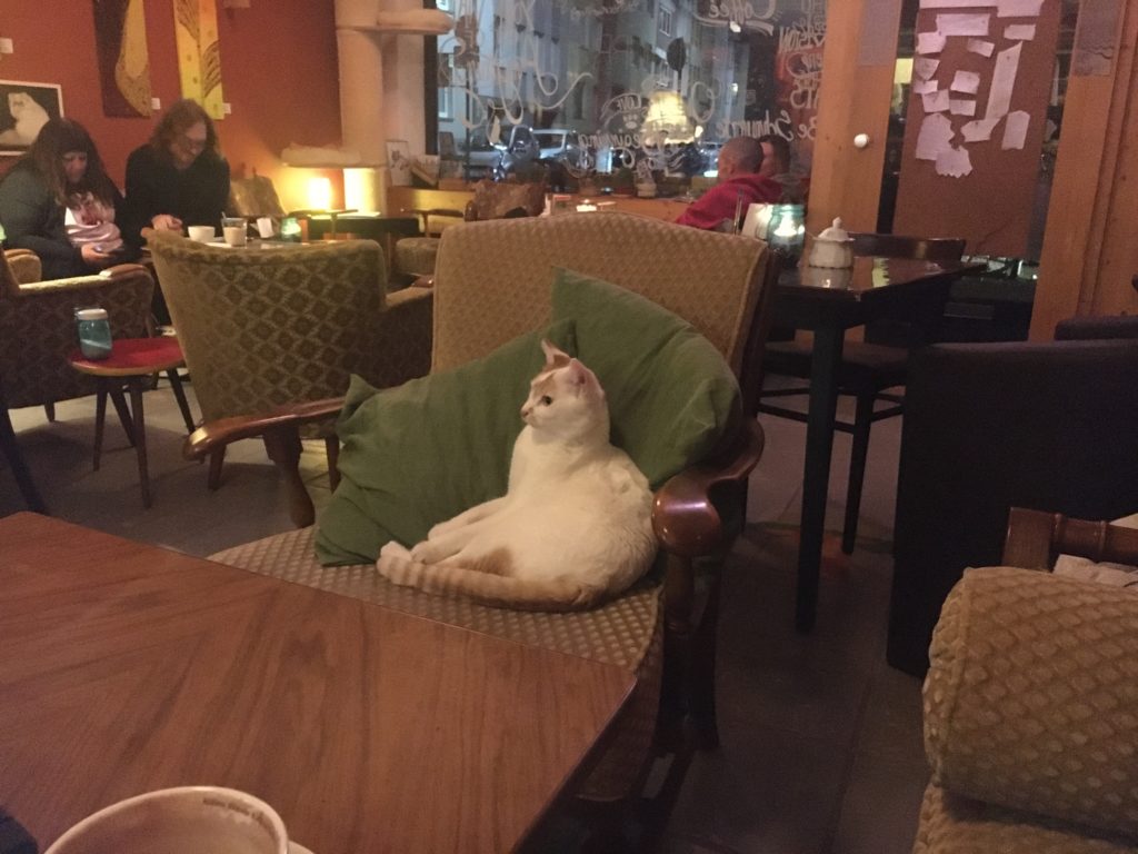 Café Schnurrke: Katze entspannt