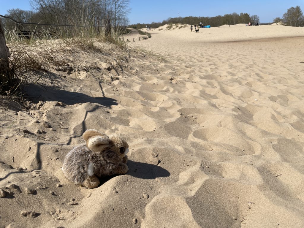 Boberger Dunes with plush bunny