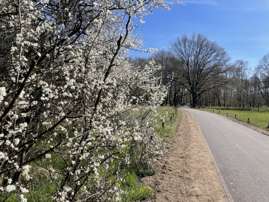 There are path suitable for bicycles